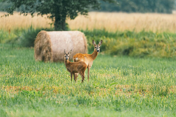 Naklejka na ściany i meble Two deer standing in a grassy field with a bale of hay in the background.