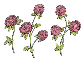 Clover flower graphic color isolated sketch illustration vector - 754811550