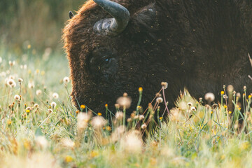 A large buffalo grazing in a field of flowers.