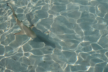 Baby sharks at the crystal clear sea water.