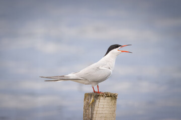Common tern (Sterna hirundo) stands on a wooden stick and yells. Close-up portrait of common tern on a summer evening with a water background and copyspace.