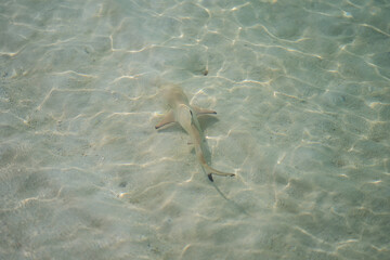 Baby sharks at the crystal clear sea water.