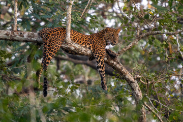 Indian Leopard - Panthera pardus fusca, beautiful iconic wild cat from South Asian forests and woodlands, Nagarahole Tiger Reserve, India. - 754815929