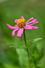 Obraz premium Zinnia elegans in the garden. Zinnia elegans is an annual flowering plant