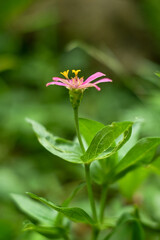 Zinnia elegans in the garden. Zinnia elegans is an annual flowering plant