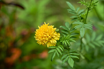 Yellow flowers in the garden. Marigold flowers or with the scientific name Tagetes erecta