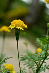 Yellow flowers in the garden. Marigold flowers or with the scientific name Tagetes erecta
