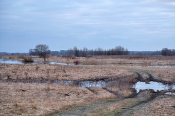 landscape with trees and sky