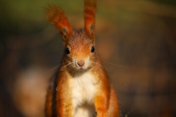 Squirrel close-up