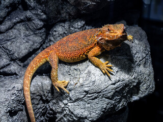 lizard on a stone