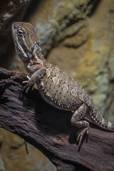 lizard on a stone