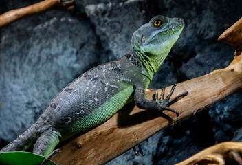 green lizard on a branch