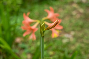 Hippeastrum striatum, or striped Barbados lily in the garden