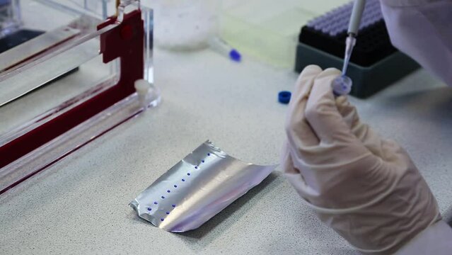 Scientist puts samples of DNA fragments on foil for electrophoresis by pipette