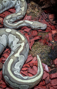 snake in the sand