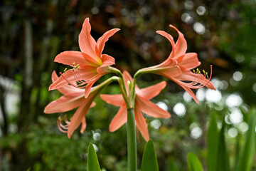 Hippeastrum striatum, or striped Barbados lily in the garden
