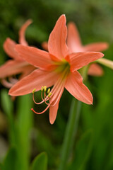Hippeastrum striatum, or striped Barbados lily in the garden