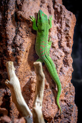 green lizard on a tree