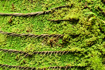 Moss plants on tree trunks