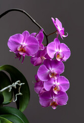 A blooming branch of a pink orchid on a gray background