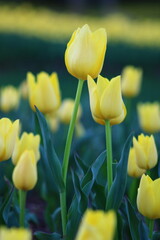 Fototapeta premium A field of yellow tulips with the word tulips on the top. Emirgan Grove Istanbul. 