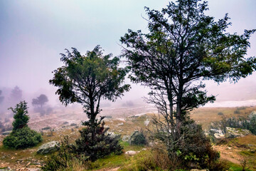 Coniferas en la niebla