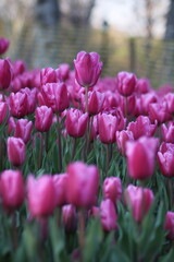 A field of purple tulips with the word tulips on the top. Emirgan Grove Istanbul.