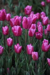 A field of purple tulips with the word tulips on the top. Emirgan Grove Istanbul.
