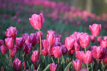A field of purple tulips with the word tulips on the top. Emirgan Grove Istanbul.