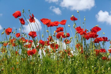 field of red poppies or Common poppy Papaver Rhoaes - 754821715