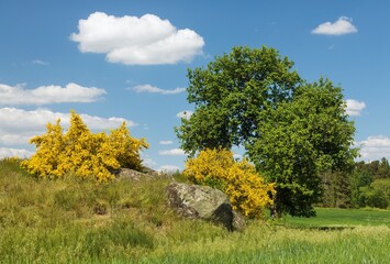 Cytisus scoparius common broom Scotch yellow flowering - 754821716