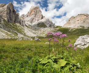 Alps dolomites mountains and purple mountain flowers - 754821720