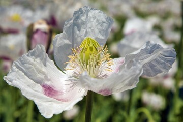 white opium poppy flower, in latin papaver somniferum - 754821791