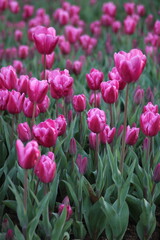 Obraz premium A field of purple tulips with the word tulips on the top. Emirgan Grove Istanbul.