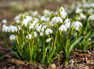 spring snowflake flowers in latin leucojum vernum - 754821903