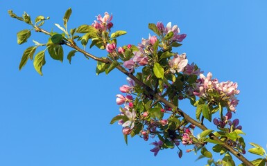 flower of apple tree in latin Malus Domestica - 754821927