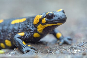 the fire salamander, in latin salamandra salamandra - 754821933
