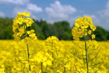 Rapeseed flower canola or colza in latin Brassica Napus - 754821946