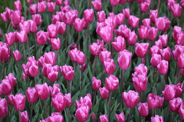 A field of purple tulips with the word tulips on the top. Emirgan Grove Istanbul.