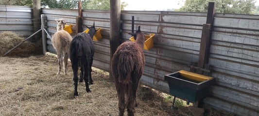 Three Alpacas, small medium and large standing next to each other eating feed from yellow buckets...