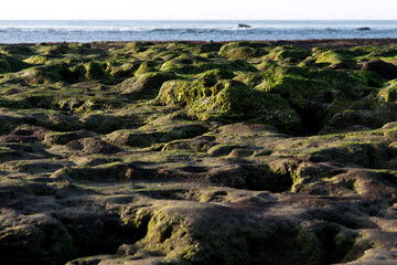 Fototapeta na wymiar View of the moss-covered beach