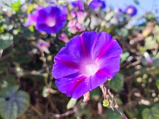 Common morning glory: a species of Morning glories, its botanical name is Ipomoea purpurea.