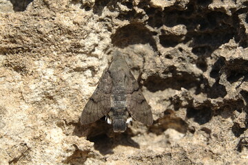 humming bird hawk moth (Macroglossum stellatarum) resting on cliff face and showing its beautifully patterned wings