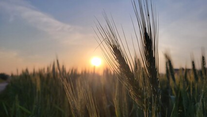 Fototapeta premium Wheat field at sunset