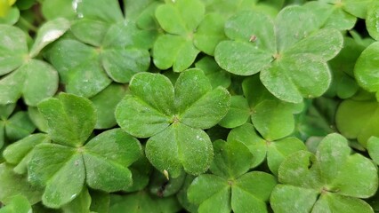 Green background of shamrock clover leaf's