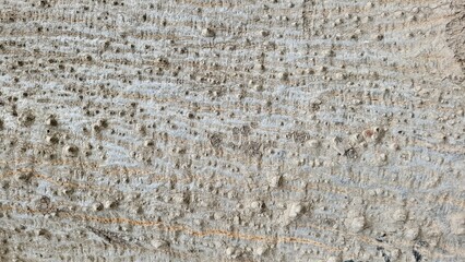 Close up of tree trunk texture