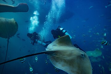 This photo is about scuba diving in the Maldives Islands. Starting from Male Airport, the photos...