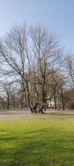Erhabener Baum in Husums blühenden Schlosspark