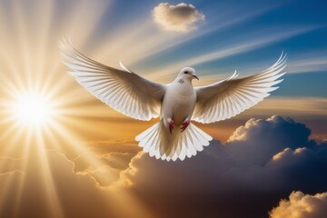 Obraz premium white dove flying on sky in beautiful sunset light for freedom concept
