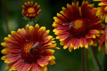 orange and yellow dahlia